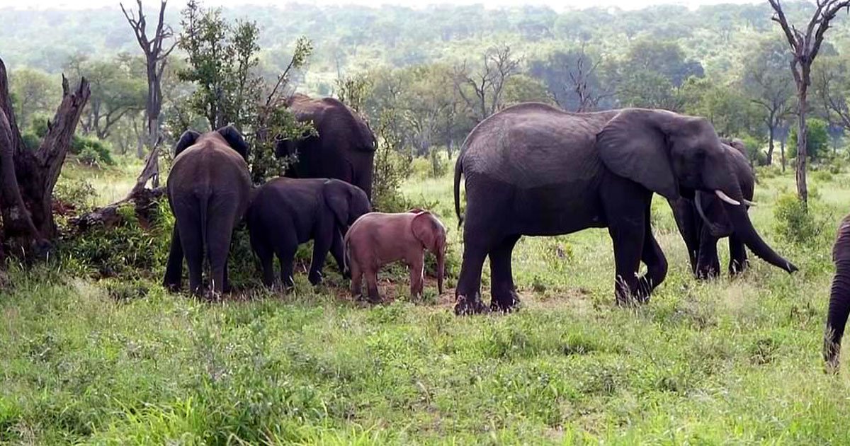 pink elephant.jpg?resize=1200,630 - Un petit éléphant «rose» repéré dans un parc national en Afrique du Sud