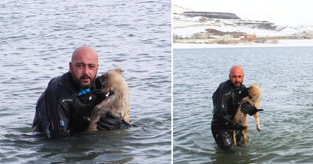 police save dog.png?resize=412,232 - Officer Rescues A Dog From Frozen Lake And Adopts Her