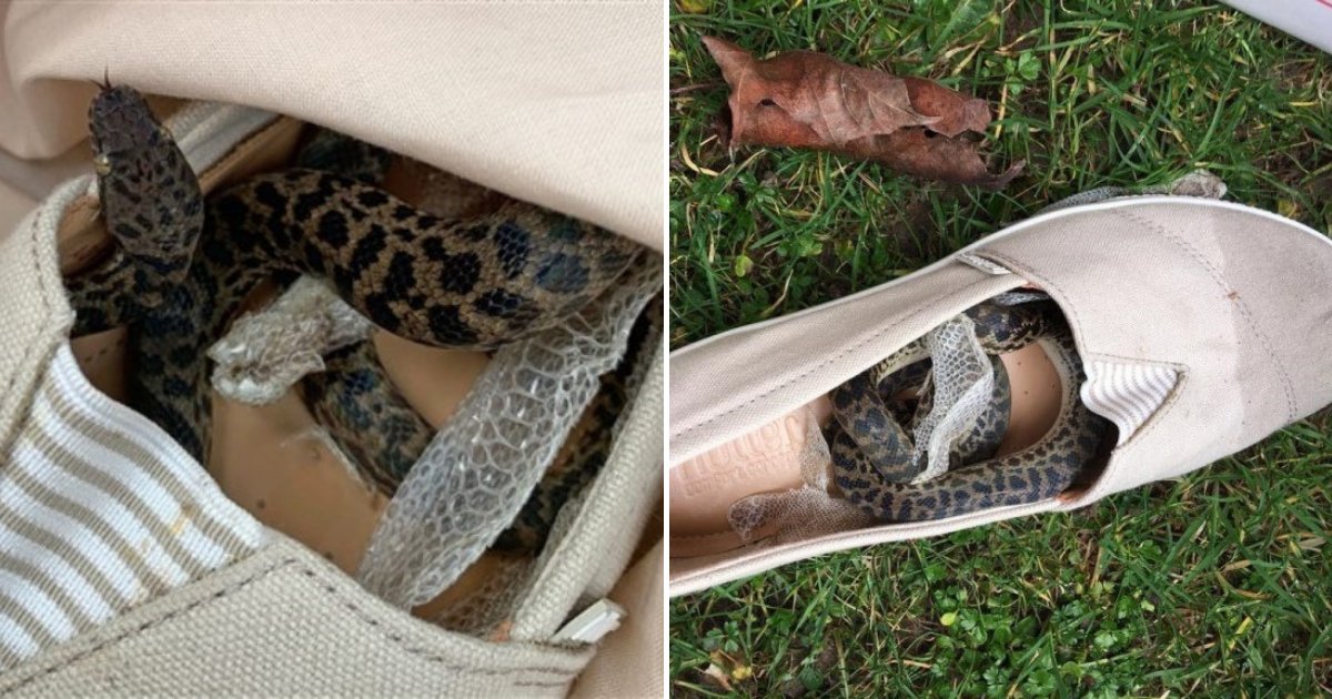 python.png?resize=1200,630 - A Mother Finds Python Hiding In One Of Her Shoes After A Trip To Australia