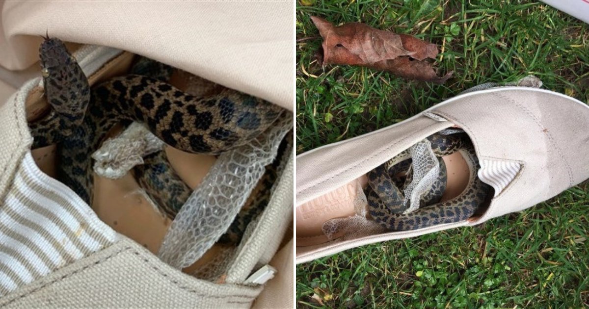 python.png?resize=412,275 - A Mother Finds Python Hiding In One Of Her Shoes After A Trip To Australia