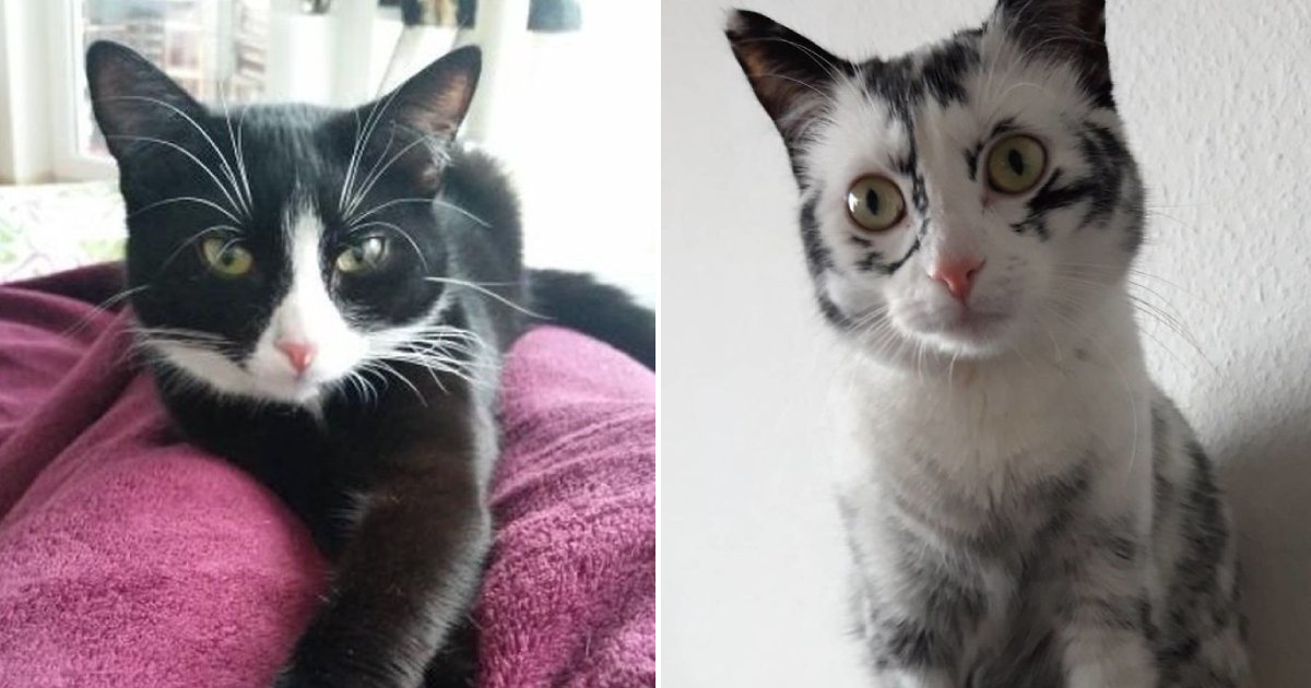 rare condition.png?resize=1200,630 - Le vitiligo a transformé la fourrure d'un chat en beau modèle de flocon de neige