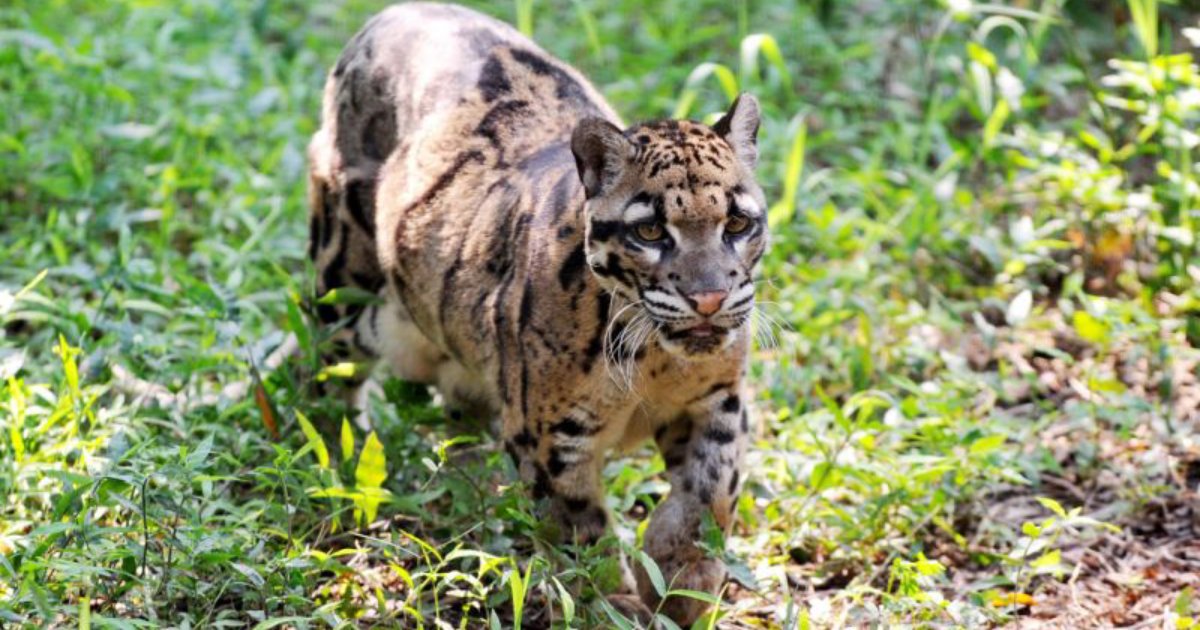 rare leopard.png?resize=412,275 - An 'Extinct' Taiwanese Leopard Was Spotted Again For The First Time In More Than 36 Years