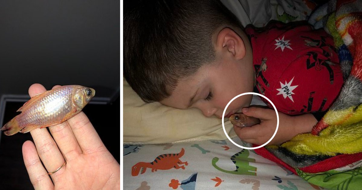 s1 5.png?resize=412,232 - Mom Finds Her Innocent 4-Year-Old Boy Sleeping With His Dearly Goldfish Which Died In His Arms As He Took It Out of Water