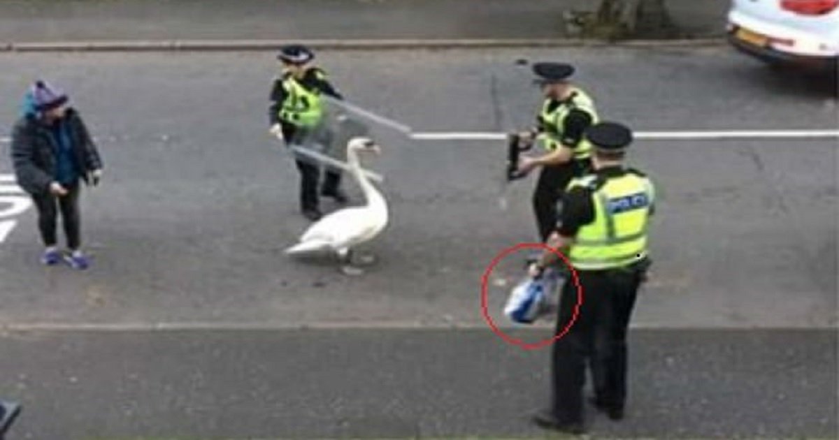 s3 6.jpg?resize=412,232 - Police Failed To Herd A Swan Off The Street With Riot Shields But Had Better Luck Using Bread