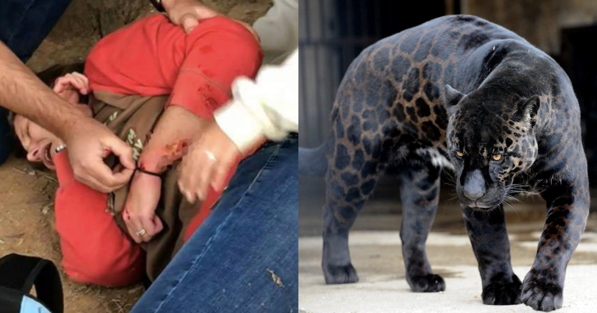 s3 7.png?resize=1200,630 - Un Zoo interdit de tuer un jaguar qui a attaqué une femme prenant un selfie dans son enclos