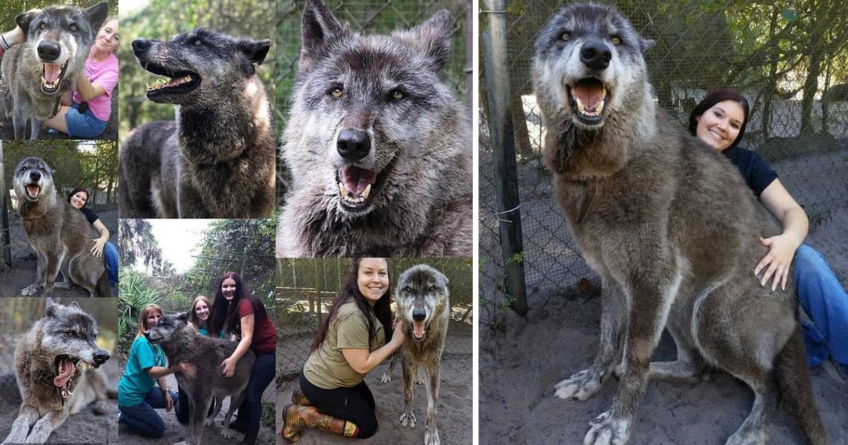 s3 9.png?resize=412,275 - A Terminal Cancer Wolfdog Was Dumped By Its Owners And Then He Was Was Given a Home At A Special Sanctuary