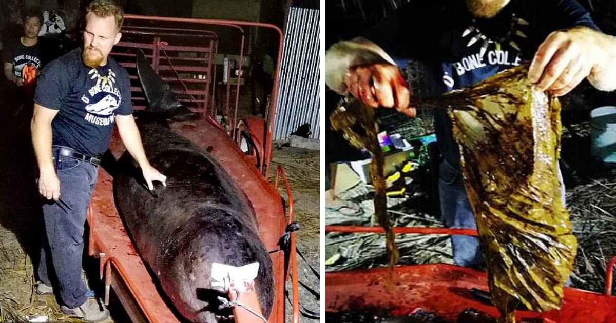 s4 12.png?resize=412,232 - Whale Found With 80 Pounds of Plastic Waste Inside Stomach