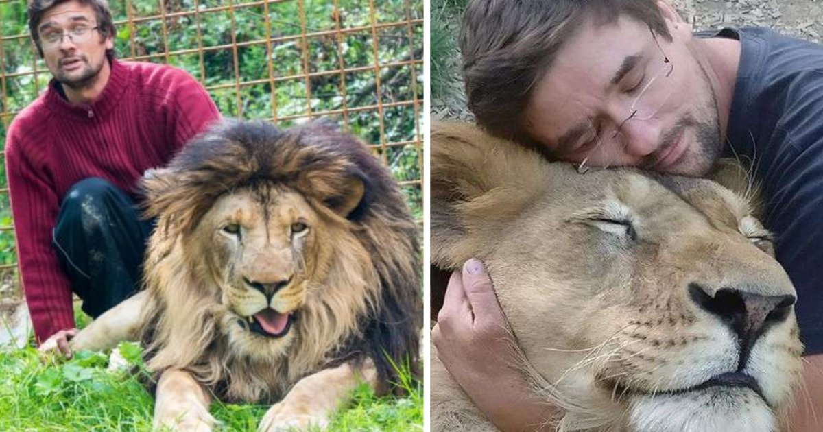 s4 3.png?resize=1200,630 - Man Found Lifeless Inside The Cage Of His 9-Year-Old Pet Lion