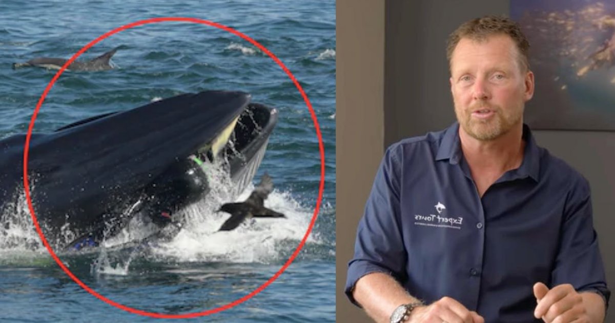 s4 7.png?fit=1024%2C538&ssl=1&strip=all - He Suddenly Found Himself Inside A Whale's Mouth Then Was Spit Out