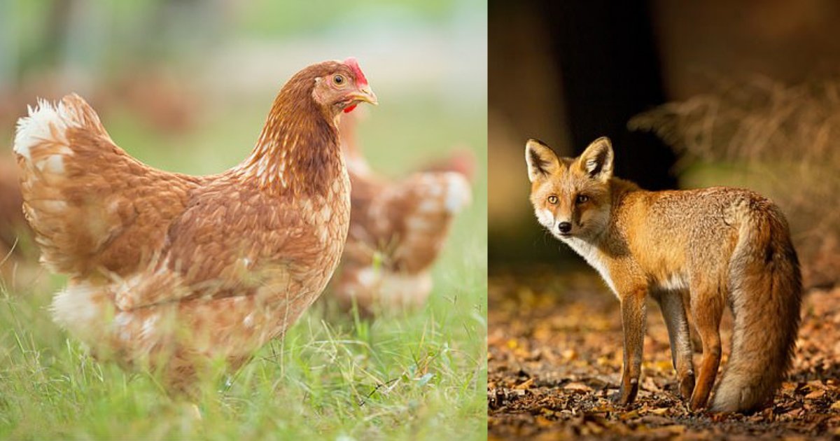 s4 9.png?resize=412,232 - Chickens Ganged Up and Pecked Fox to Death