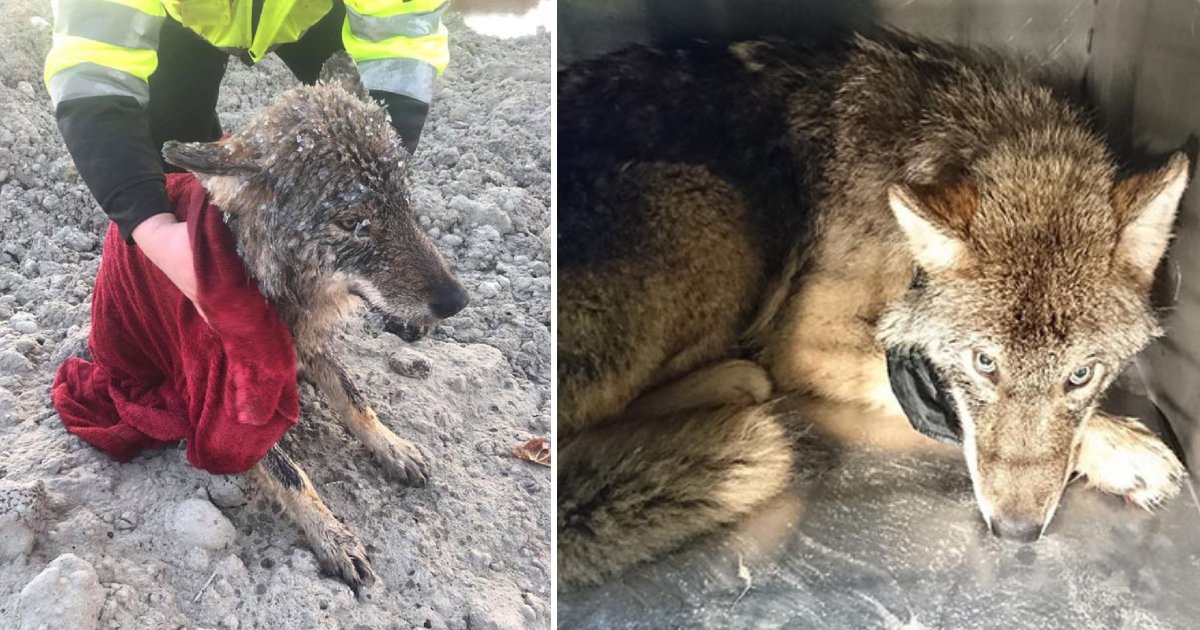saved wolf.png?resize=412,275 - Estonia Workers Thought They Rescued A 'Dog' From The Frozen Lake But Later Found Out That It Was A Wolf