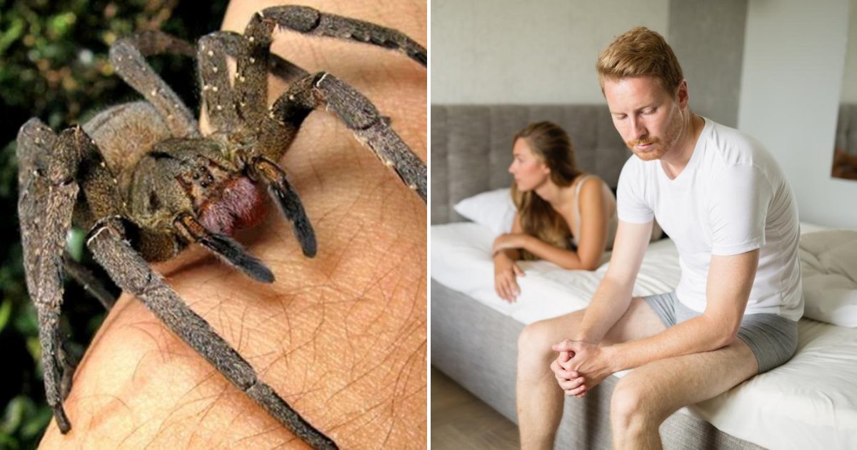 spider3.png?resize=412,275 - Spider Venom Could Be Way Better Than Viagra For Treating Erectile Dysfunction