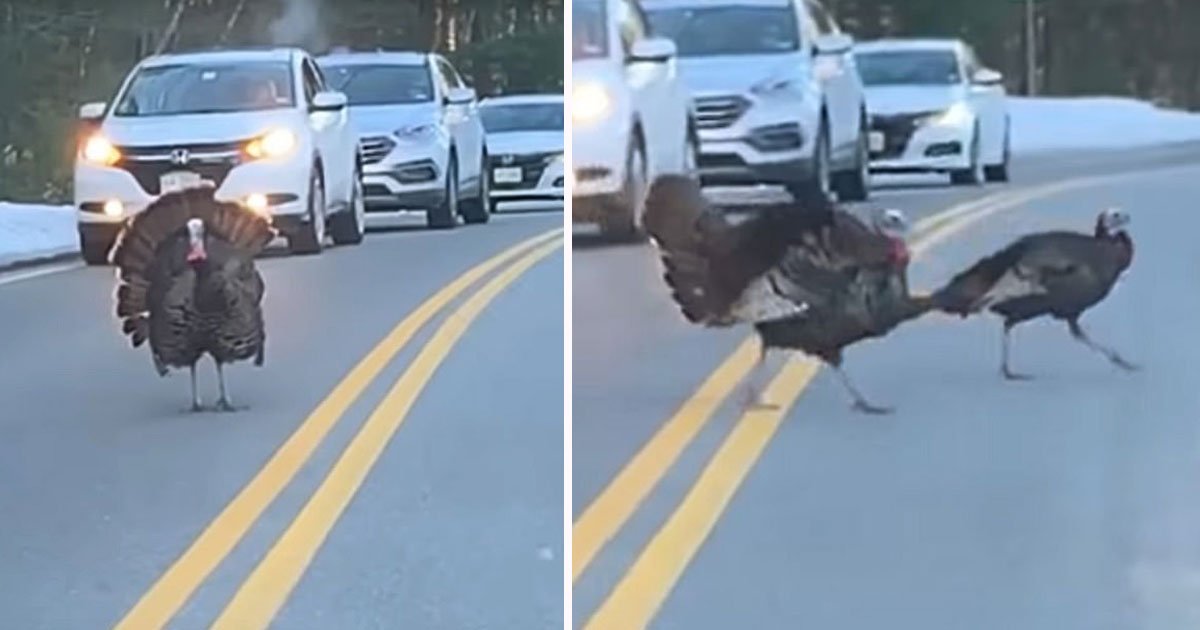 turkey cross road.jpg?resize=1200,630 - Male Turkey Helps Female Turkeys Safely Cross The Busy Two-Way Road