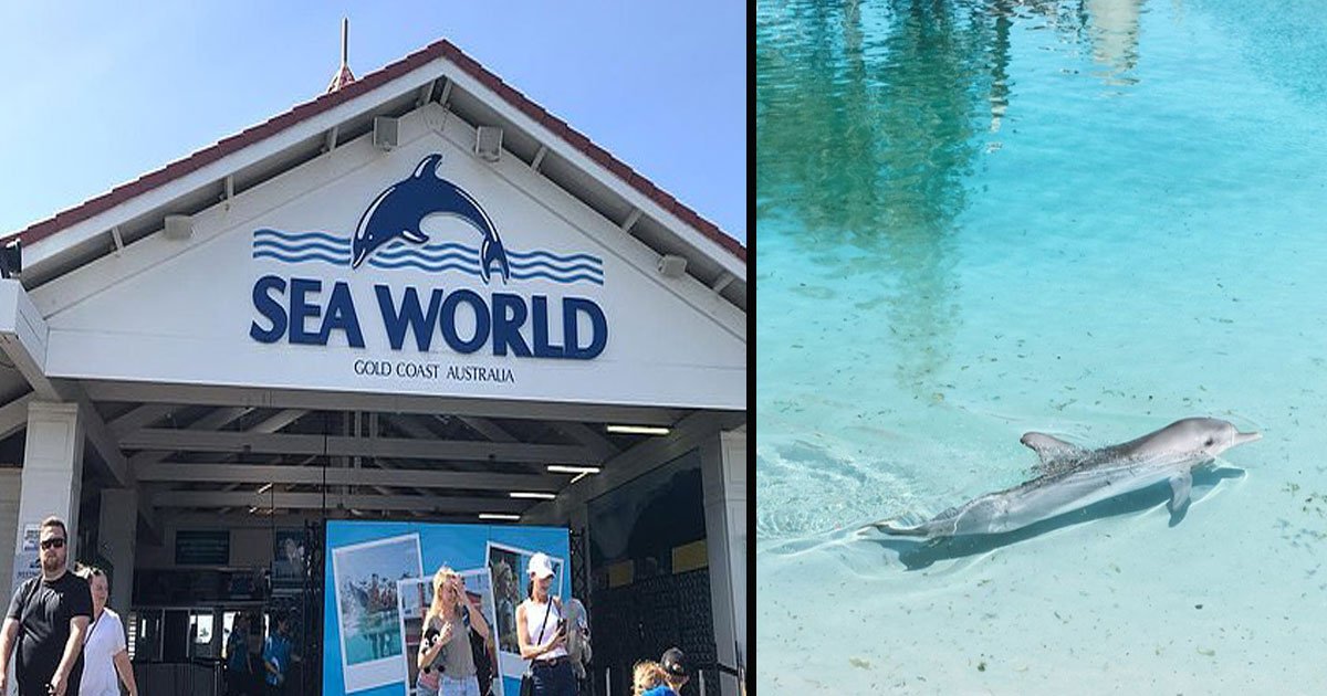 untitled 1 36.jpg?resize=1200,630 - Une pétition est lancée pour interdire à Sea World de garder des dauphins en captivité