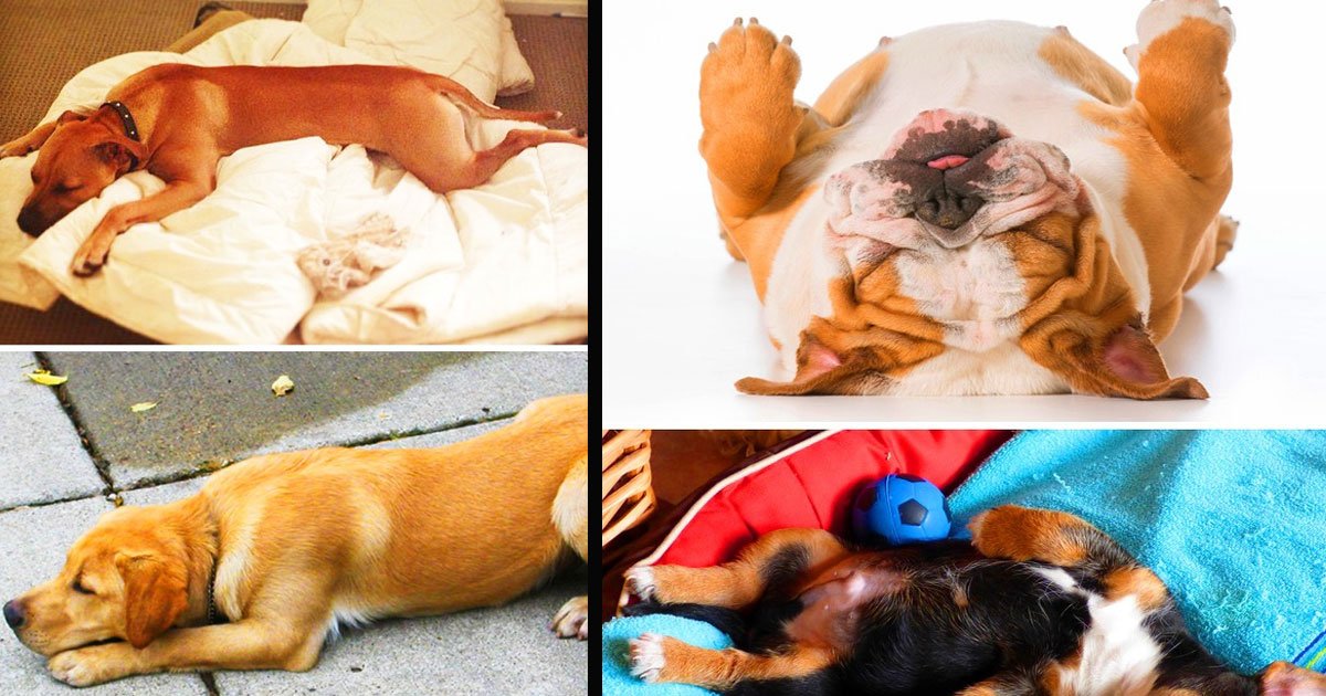 untitled 1 44.jpg?resize=412,275 - What Your Dog's Sleeping Position Says About His Personality
