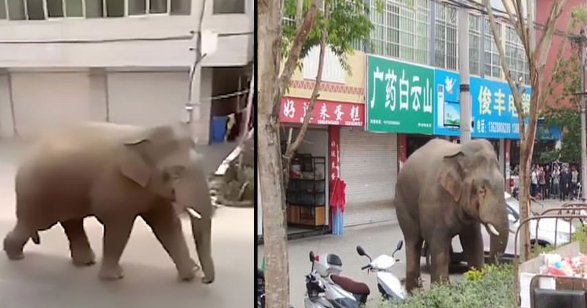 untitled 1 74.jpg?resize=412,275 - Angry Wild Elephant Destroys Cars And Houses In China After Failing To Find A Girlfriend To Mate