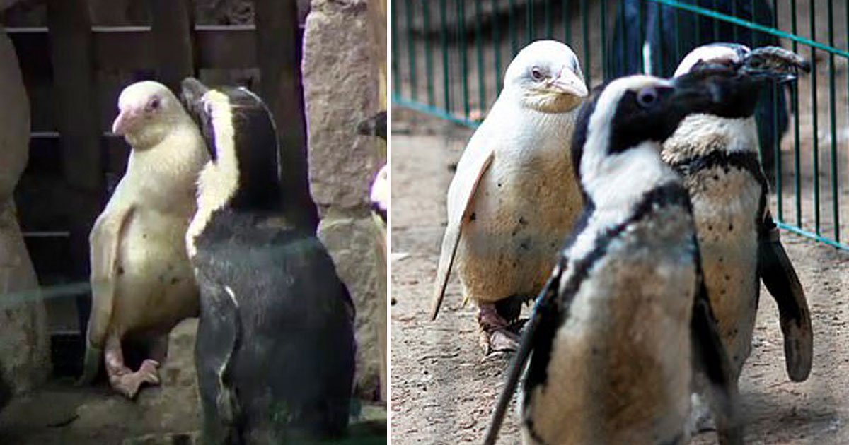 untitled 1 recovered.jpg?resize=1200,630 - Heartwarming Video Of A Rare Albino Penguin At A Zoo In Poland