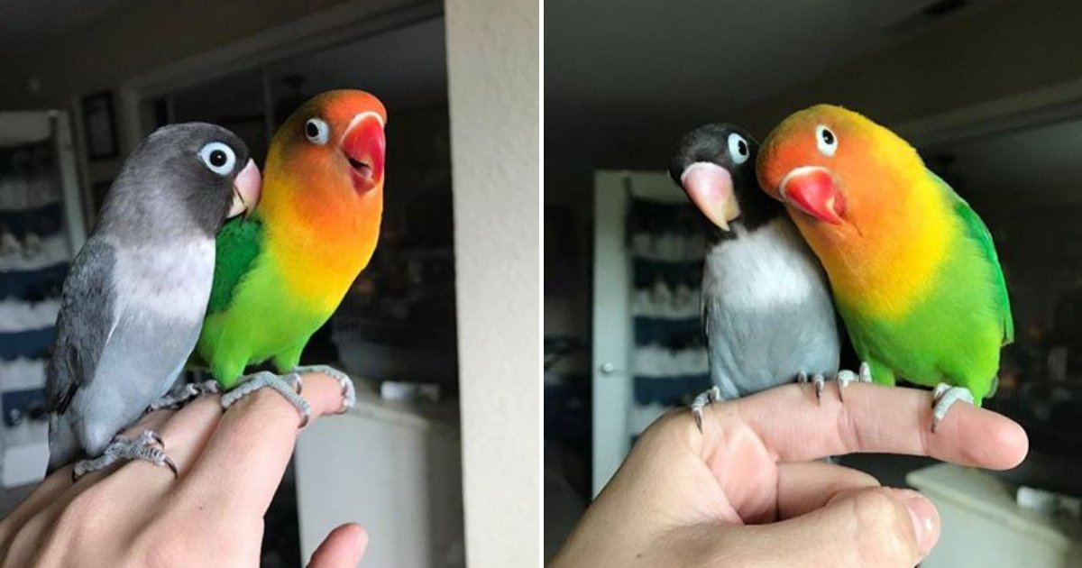 untitled design 11.png?resize=412,275 - Two Different-Looking Parrots Give Life To The Most Adorable Baby Parrots