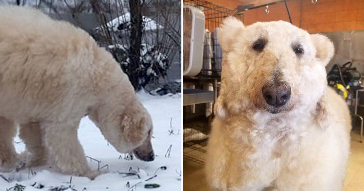 untitled design 13 1.png?resize=1200,630 - Groomer Transforms Her Dog From A Dragon Into A Polar Bear