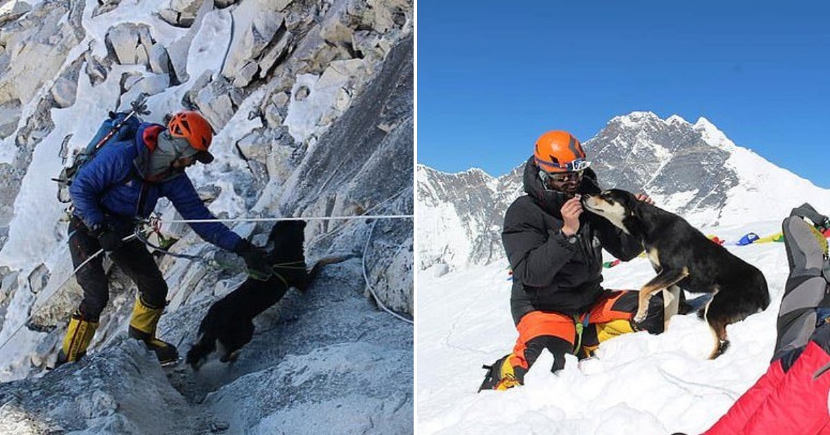 untitled design 38.png?resize=412,275 - Stray Dog Follows Expedition Team And Becomes The First Dog Ever To Scale The Himalayas