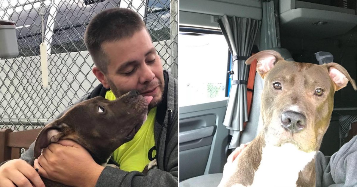 untitled design 42.png?resize=412,232 - Man Drove Nearly 3,000 Miles To Rescue Dog From Getting Euthanized