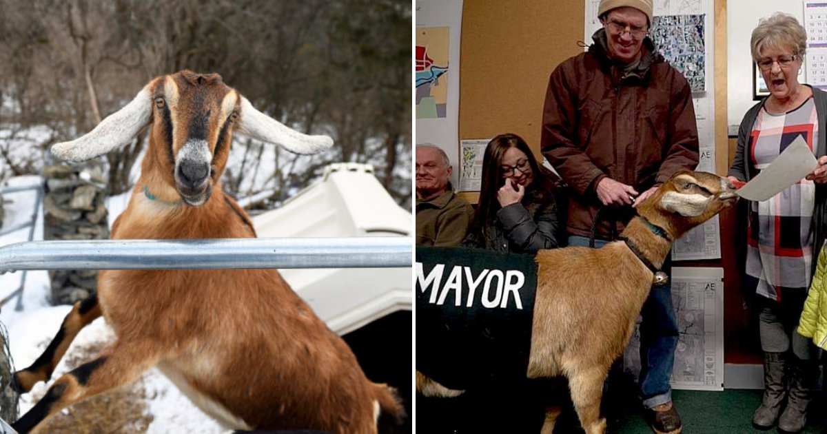 untitled design 56.png?resize=412,275 - 3-Year-Old Lincoln The Goat Elected As The New Mayor Of A Small Town