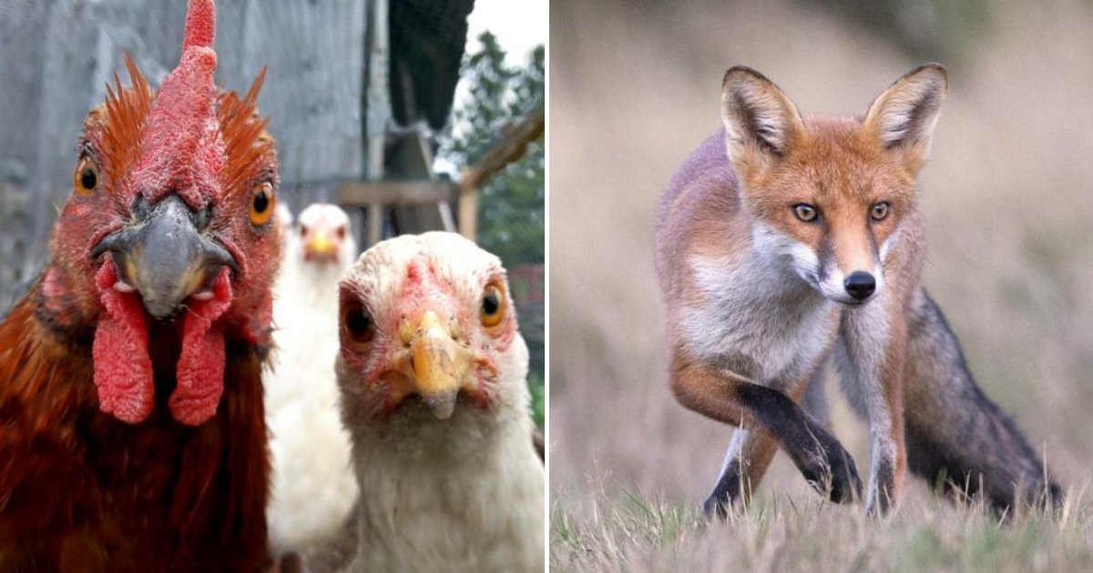 untitled design 60.png?fit=1024%2C538&ssl=1&strip=all - Chickens 'Gang Up' To Attack And Corner A Fox That Broke Into Their Coop