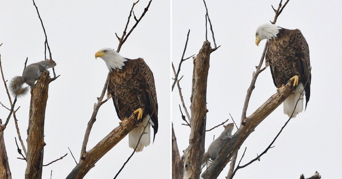 untitled design 74.png?resize=1200,630 - Brave Squirrel Stares Back At Bald Eagle In An Epic Tree-Top Confrontation