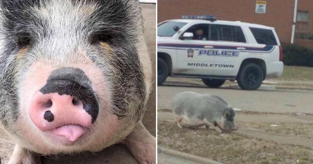 untitled design 98.png?resize=412,232 - Owner And Cops Lure Runaway Pet Pig Home With 'Most Stuf' Oreos