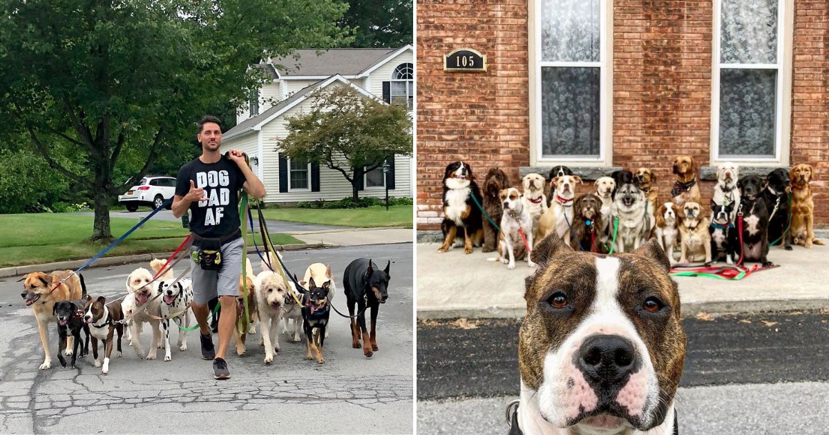 untitled design.png?resize=412,232 - Dog Walker Shares Heart-warming Photos He Takes With His Pack Every Day
