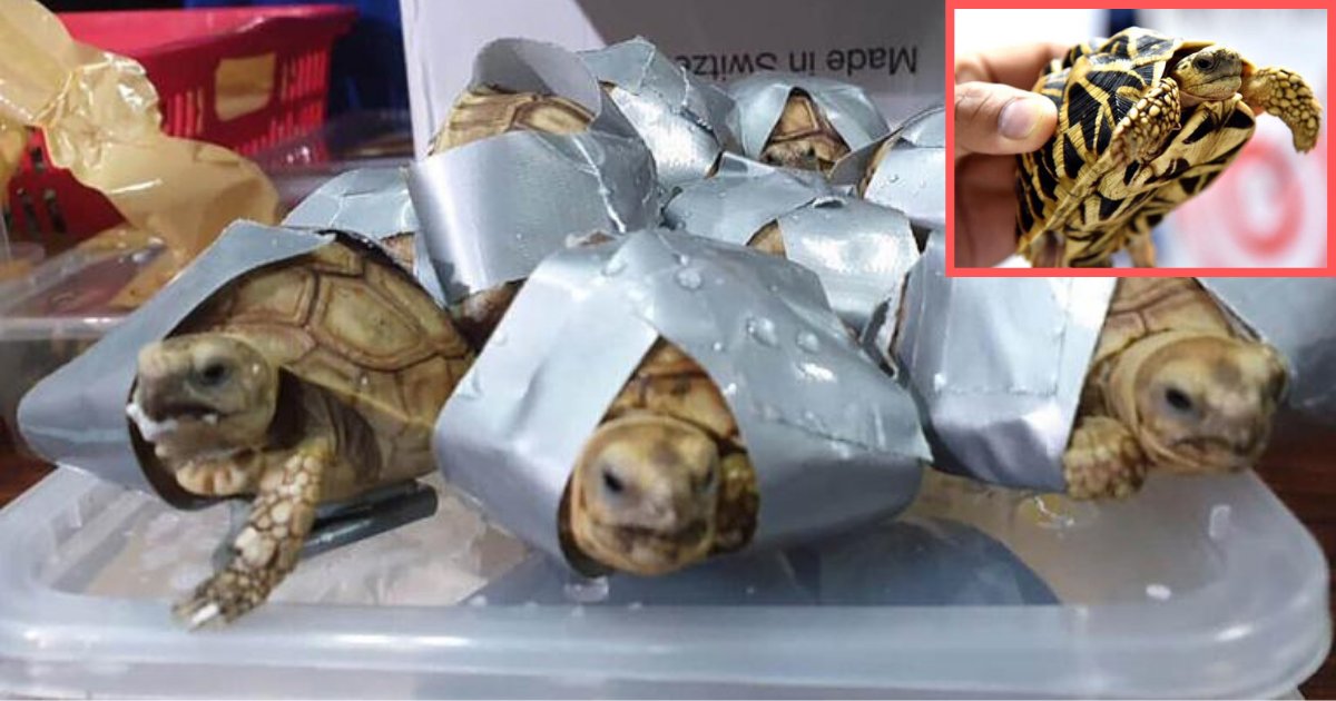 y1 2.png?resize=1200,630 - Plus de 1500 tortues exotiques vivantes ont été trouvées enroulées de ruban adhésif et fourrées dans des valises à un aéroport des Philippines