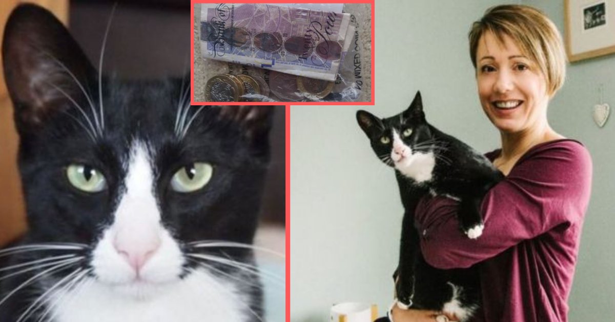 y3 3.png?resize=412,275 - Burgler Cat Theo Steals Money That The Neighbor Kept For The Milkman