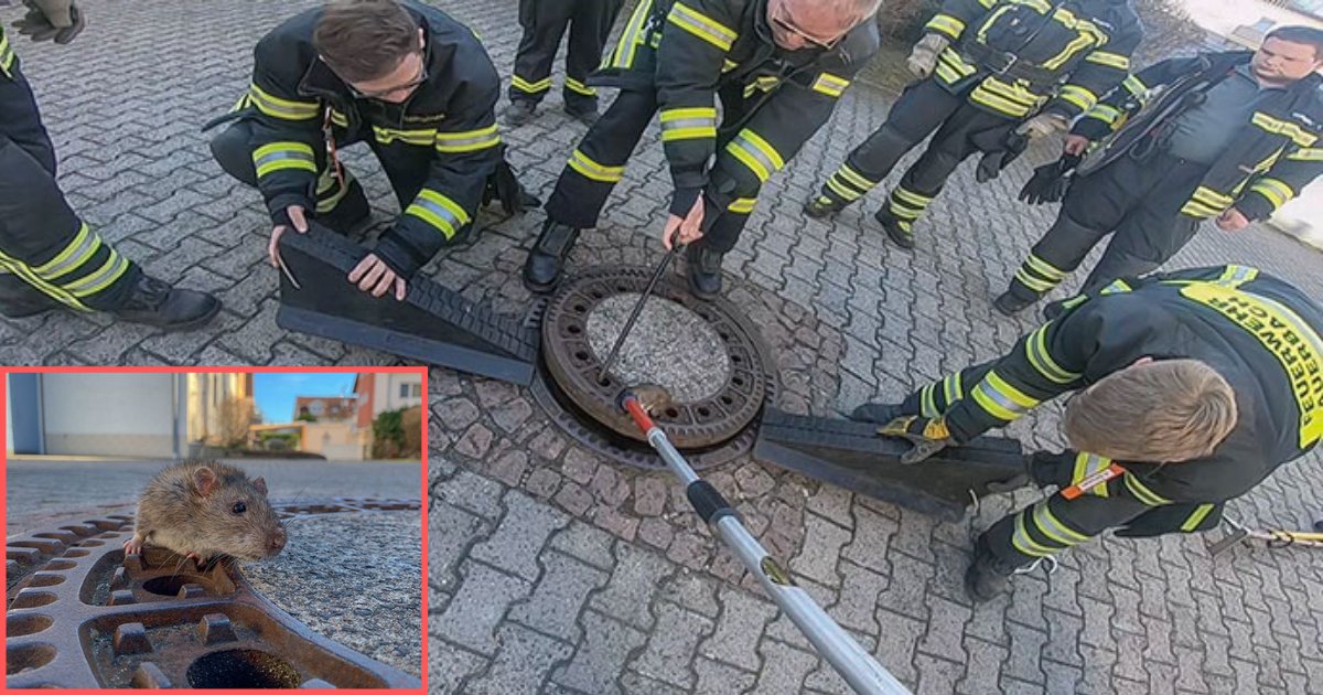 y4.png?resize=1200,630 - The Internet Is Loving This Hilarious Rat Stuck In A Sewer Hole