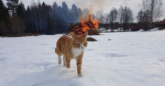 Cat walking away from a fire