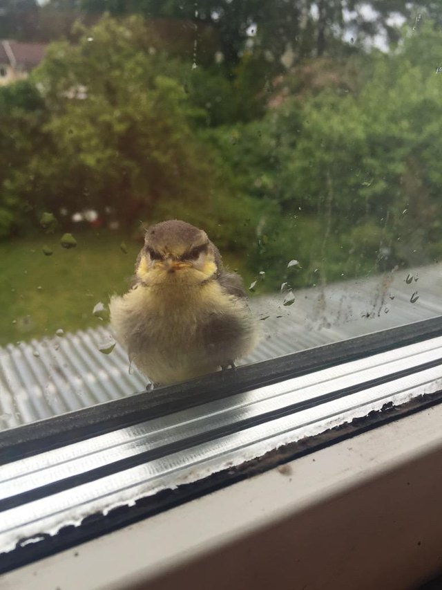 Angry looking sparrow