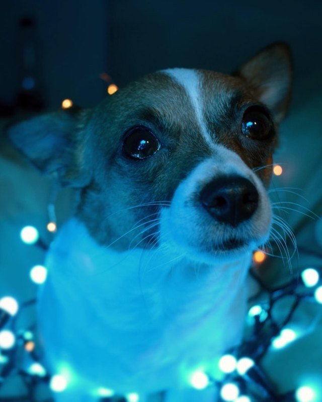 Jack Russel Terrier surrounded in Christmas lights