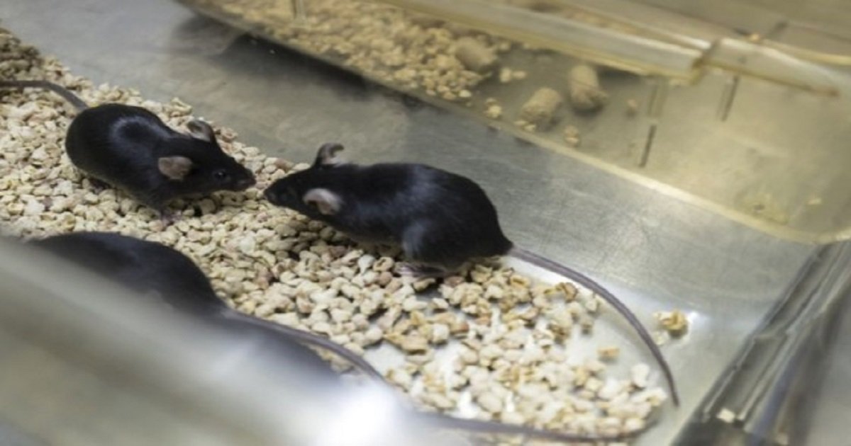 22222.jpg?resize=1200,630 - "쥐 한마리가 이 가격?" 중국에서 판매된 유전자 조작된 쥐 한 쌍의 가격