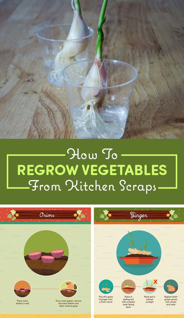 Here&#x27;s how to regrow vegetables from kitchen scraps.