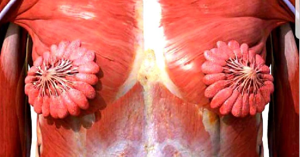 6 60.jpg?resize=1200,630 - 여자 가슴에 있는 꽃무늬 근육의 놀라운 정체.jpg