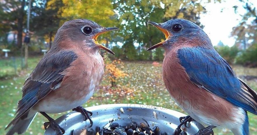 8 5c7da9b1f0946  880 e1555054248614.jpg?resize=1200,630 - Woman Sets Up A Photo Booth For Birds In Her Yard And Gets Stunning Photos