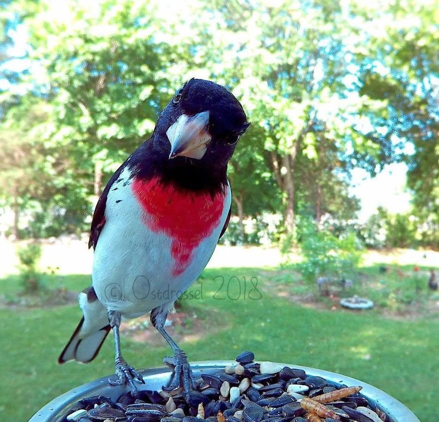Woman Feeds Birds And Captures Stunning Close-Up Photos While Eating (New Pics)