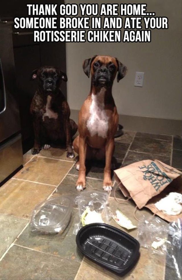 Two dogs look guilty next to empty rotisserie chicken box.