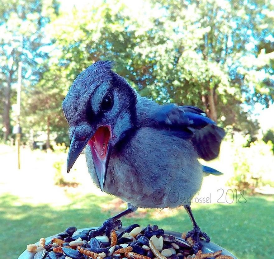 Woman Feeds Birds And Captures Stunning Close-Up Photos While Eating (New Pics)