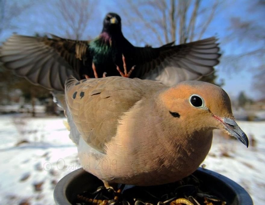Woman Feeds Birds And Captures Stunning Close-Up Photos While Eating (New Pics)