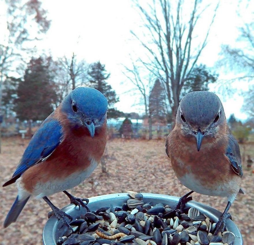 Woman Feeds Birds And Captures Stunning Close-Up Photos While Eating (New Pics)