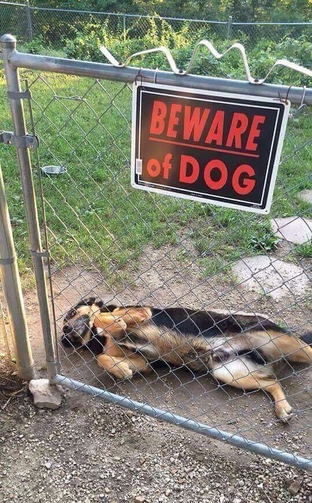 Dog on its back next to Beware of Dog sign.