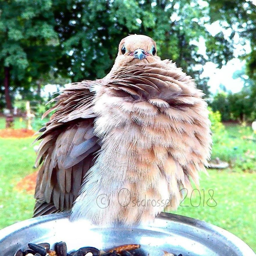 Woman Feeds Birds And Captures Stunning Close-Up Photos While Eating (New Pics)