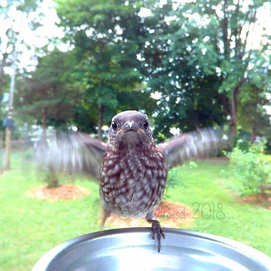 Woman Feeds Birds And Captures Stunning Close-Up Photos While Eating (New Pics)