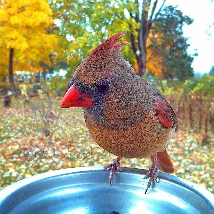 Woman Feeds Birds And Captures Stunning Close-Up Photos While Eating (New Pics)