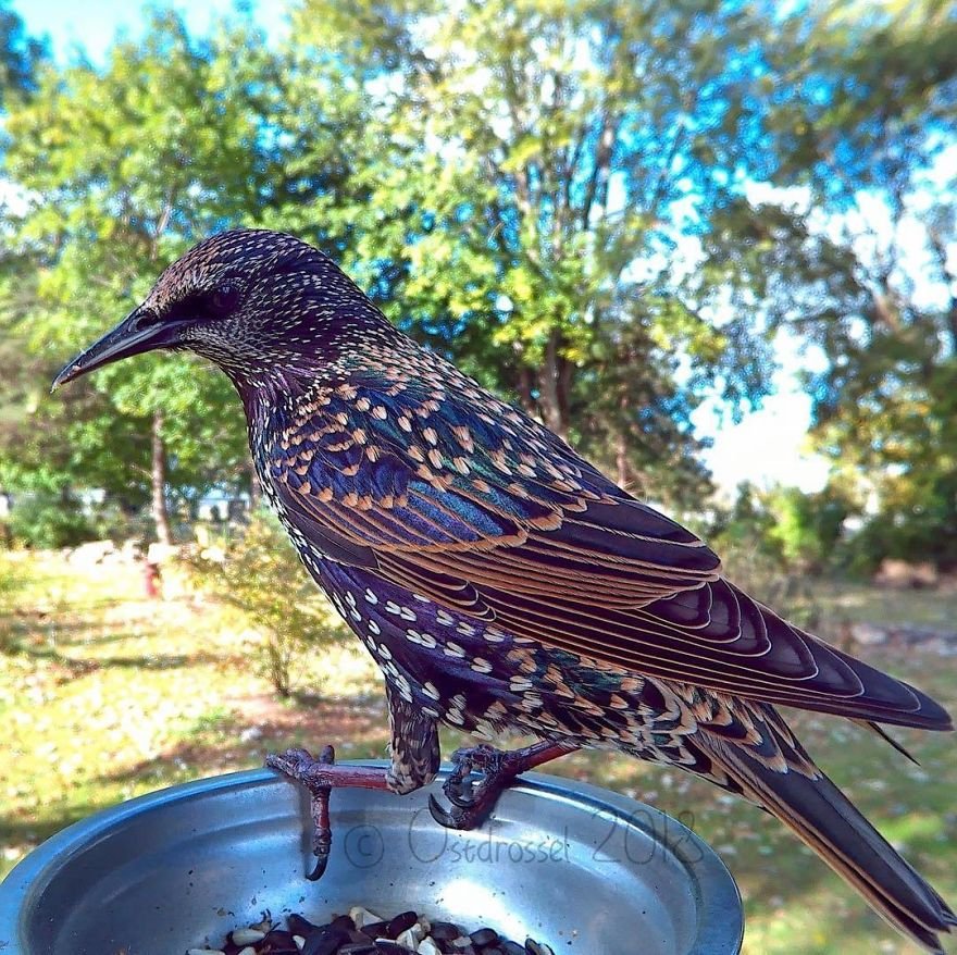 Woman Feeds Birds And Captures Stunning Close-Up Photos While Eating (New Pics)
